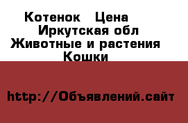 Котенок › Цена ­ 1 - Иркутская обл. Животные и растения » Кошки   